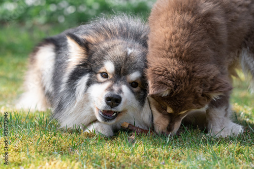 Portrait of a Finnish Lapphund dog and puppy