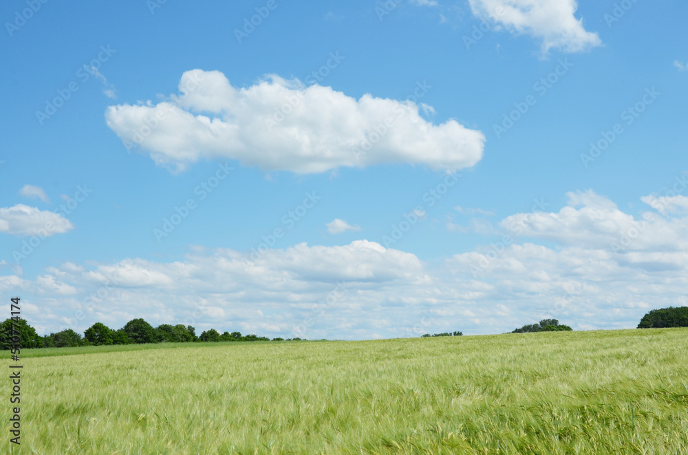 Obraz premium Bavarian nature, rye field