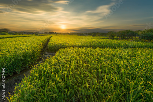 guilin huixian wetland rice field Fototapet
