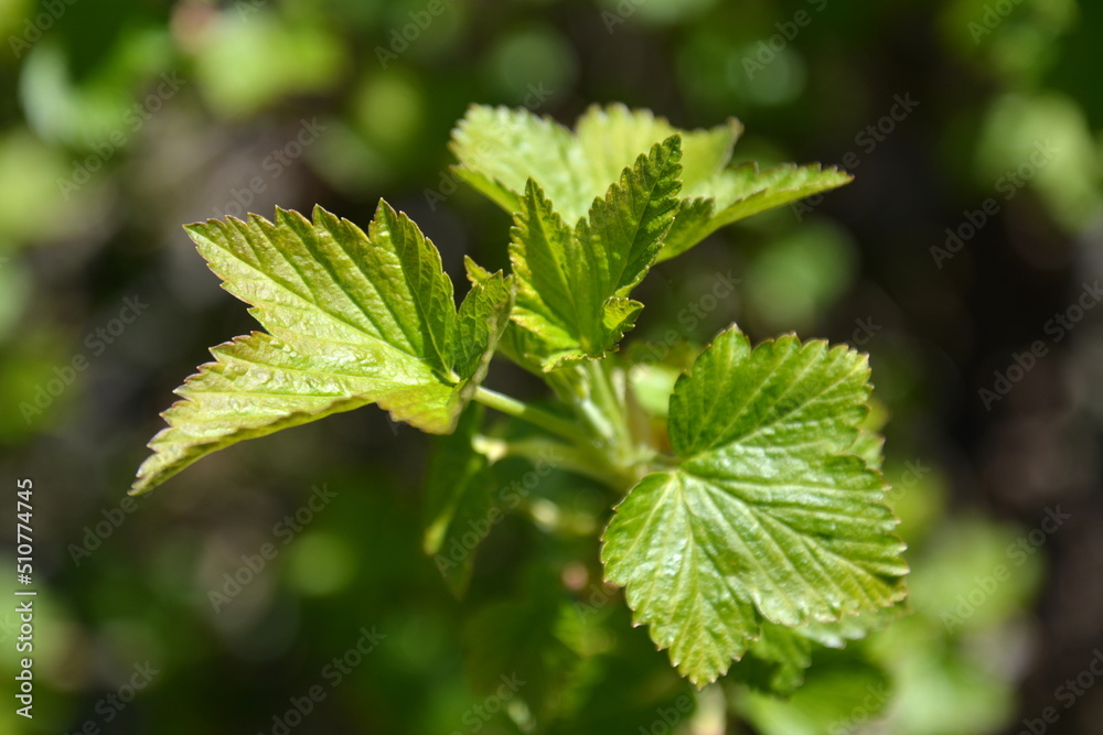 Fresh currant leaves for natural herbal tea. Isolated green plant branch Fresh currant leaves for natural herbal tea. Isolated green plant branch