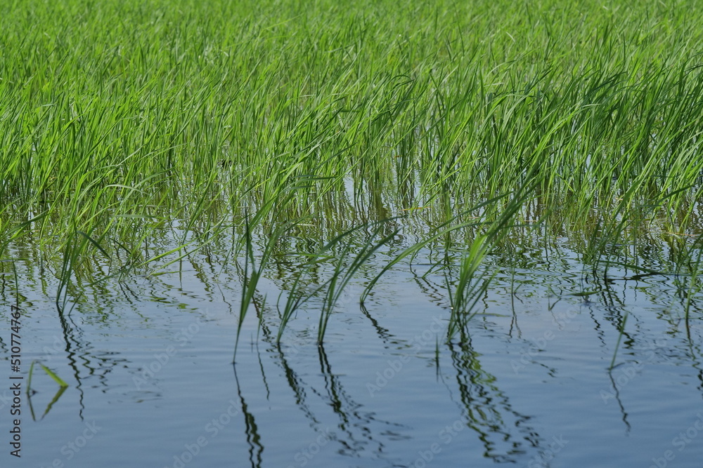 Beautiful view of green paddy field with water Beautiful view of green paddy field with water