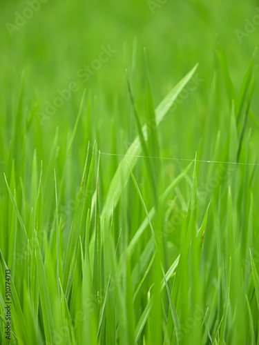 green grass background