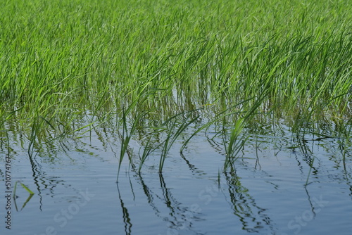 Beautiful view of green paddy field with water