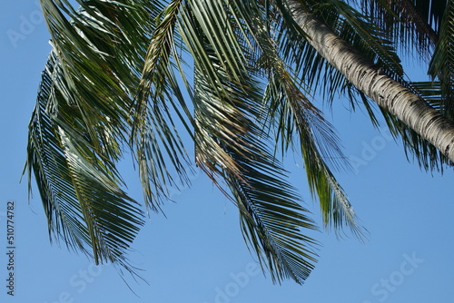 Coconut leaf with blue sky