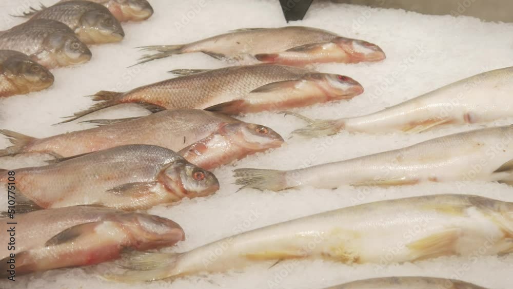 Many beautiful fresh fishes on a refrigeration counter covered with ice Many beautiful fresh fishes on a refrigeration counter covered with ice
