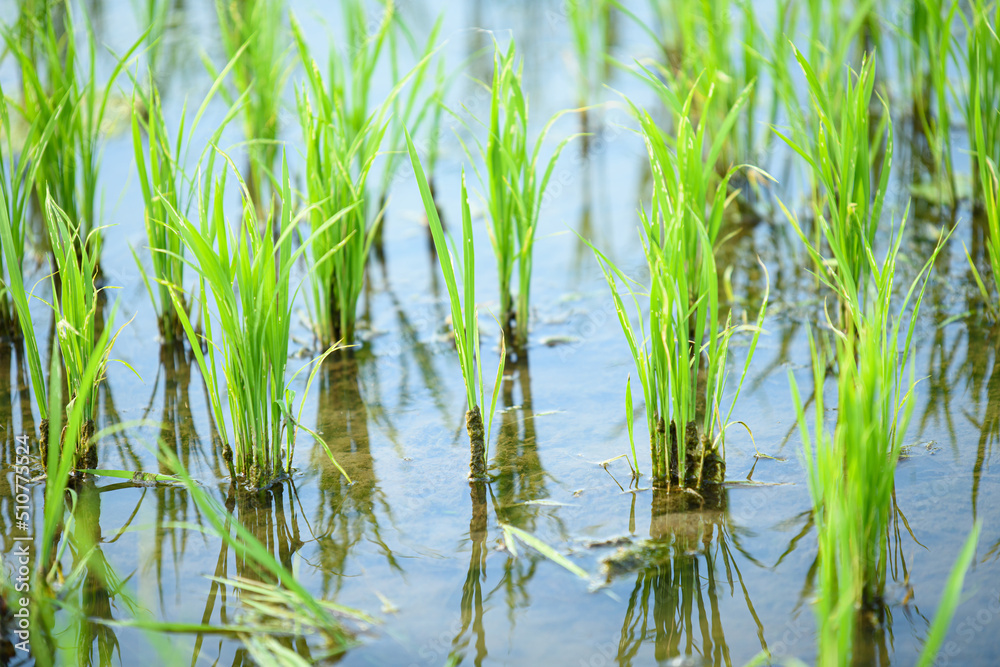 Farmland filled with water and cultivated crops Farmland filled with water and cultivated crops