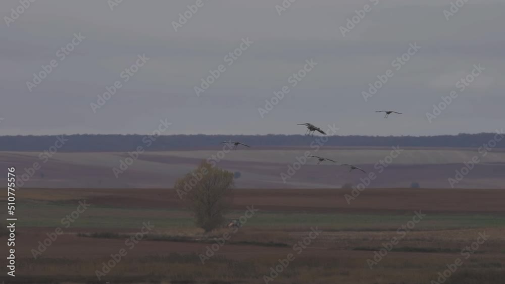 Group of cranes descending to lake, long shot Group of cranes descending to lake, long shot