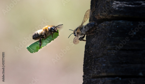 Fluganlieferung der Blattschneiderbiene photo