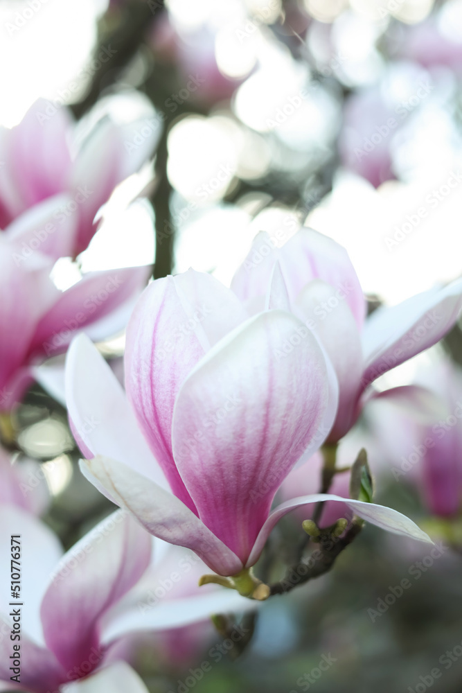Magnolia tree with beautiful flower outdoors, closeup. Awesome spring blossoms