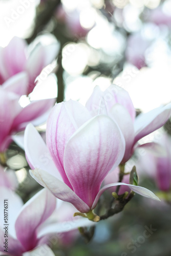 Magnolia tree with beautiful flower outdoors  closeup. Awesome spring blossoms