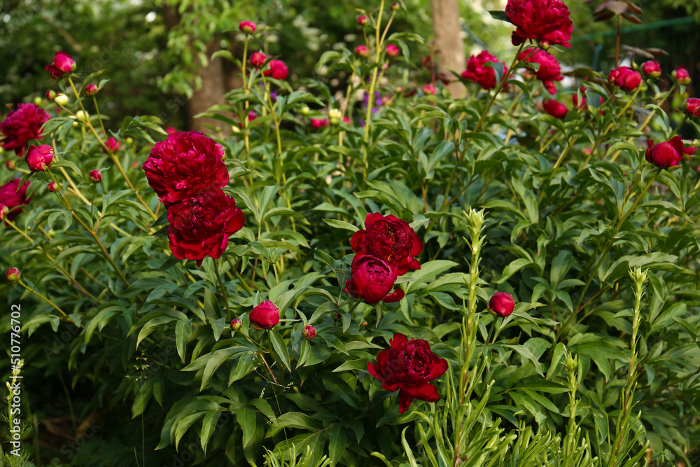 Beautiful peony plants with burgundy flowers outdoors on sunny day