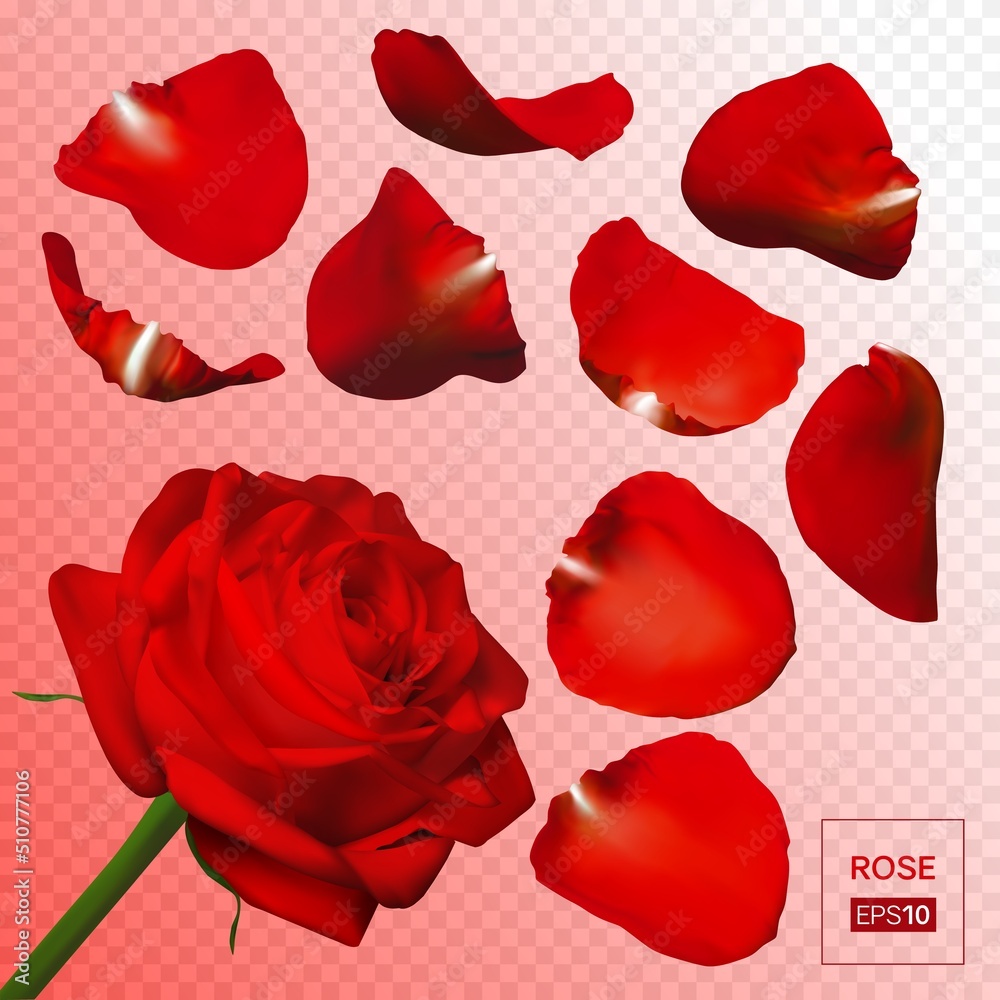 Realistic yellow rose petals. Vector illustration with mesh gradients. EPS10. Realistic yellow rose petals. Vector illustration with mesh gradients. EPS10.