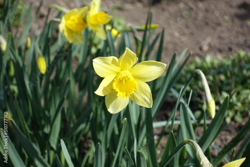 Closeup of yellow flower of narcissus in mid March