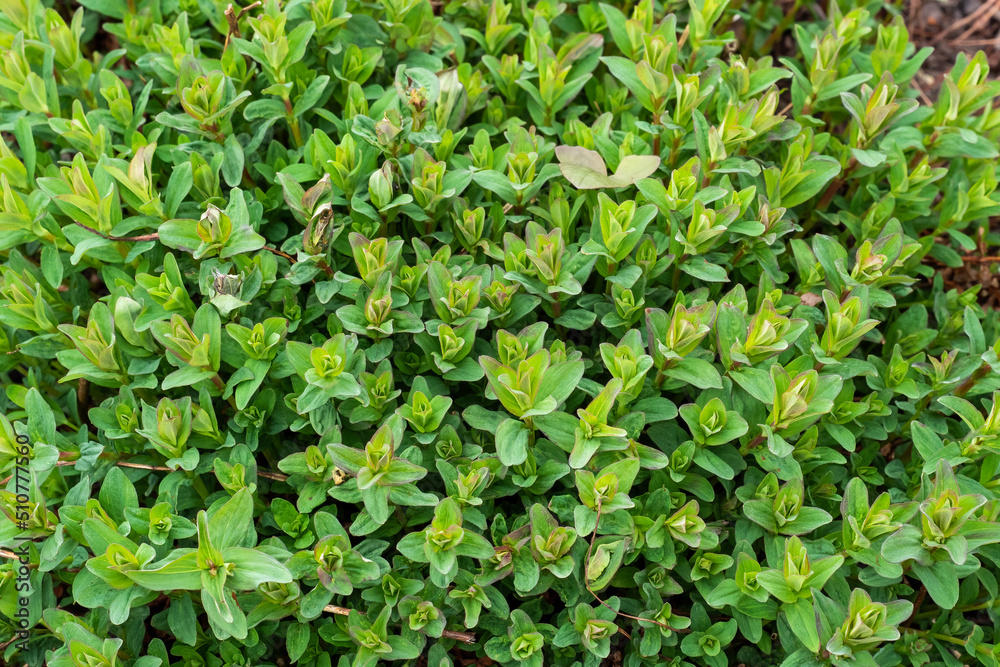Hypericum perforatum, St John's wort, common or perforate St John's-wort. Medicinal plants Hypericum perforatum, St John's wort, common or perforate St John's-wort. Medicinal plants