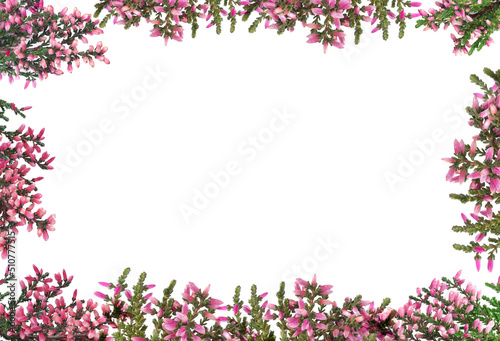 Frame of heather branches with beautiful flowers on white background, top view. Space for text photo