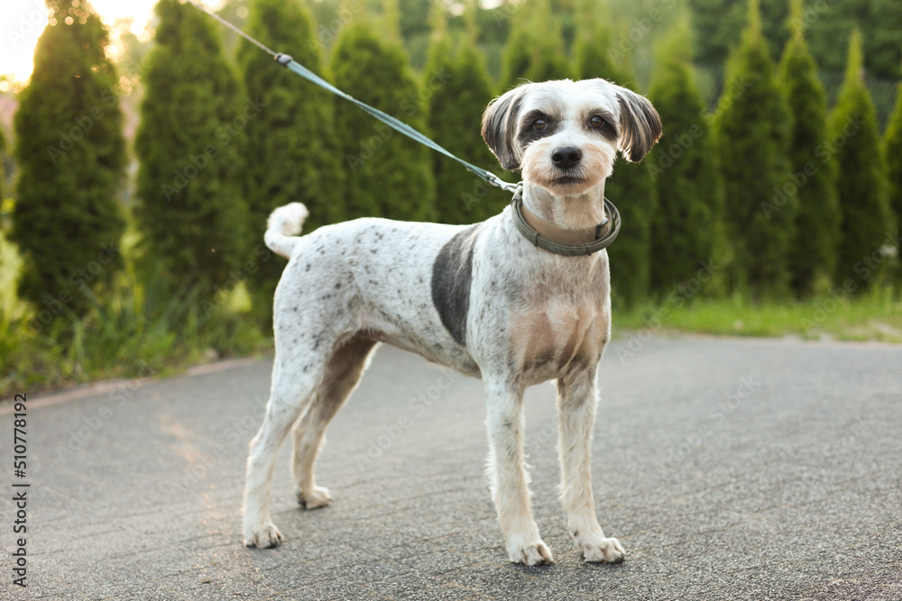 Cute dog with leash outdoors on spring day