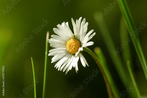 Beautiful tender daisy flower growing outdoors  closeup