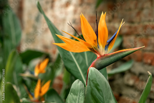 Exotic Bird of Paradise flower (Strelitzia reginae)