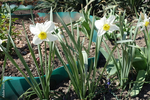 Three white flowers of narcissuses in April photo