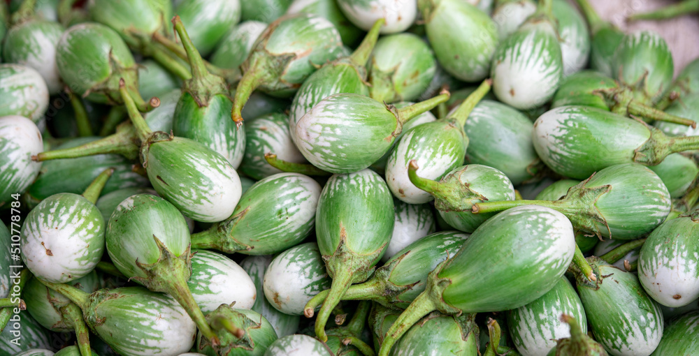 group of many eggplants, green eggplant background
