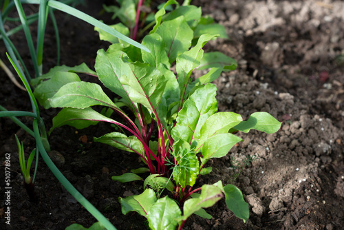 Beet leaves close-up in the garden. Young green beet leaves with dew drops. Natural background. Agricultural concept.