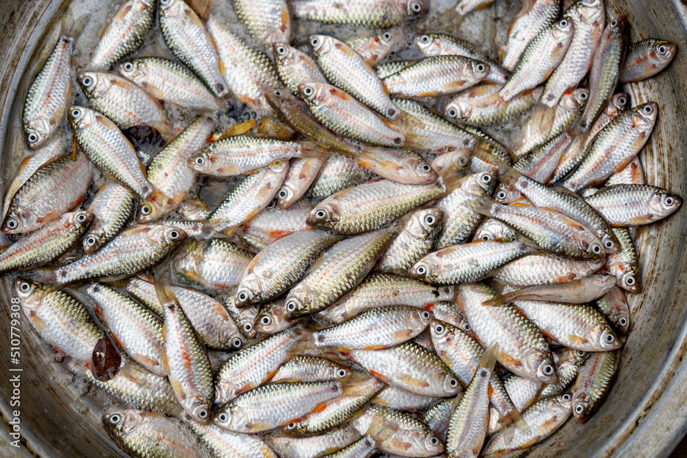 Rui and carp fish inside the water in a container Rui and carp fish inside the water in a container