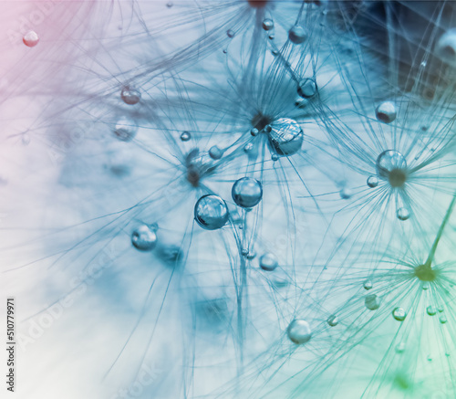 Water drops on a dandelion in pink, blue and green colors in macro.