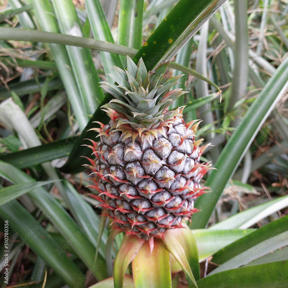 Pineapple tropical fruit growing in garden. space for texture Pineapple tropical fruit growing in garden. space for texture