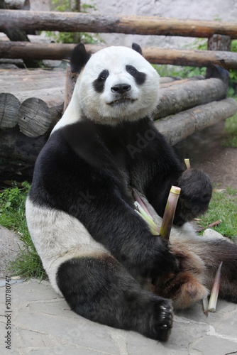 Giant panda bear ( Ailuropoda melanoleuca) eating bamboo © IvSky