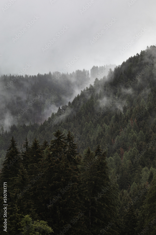 fog between trees on the mountain fog between trees on the mountain