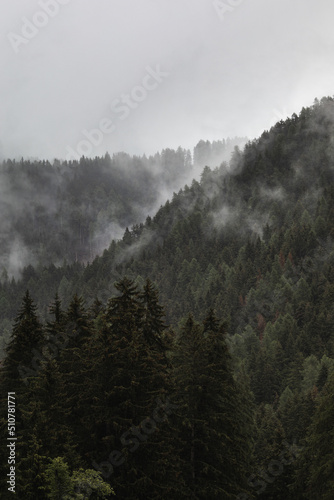 fog between trees on the mountain