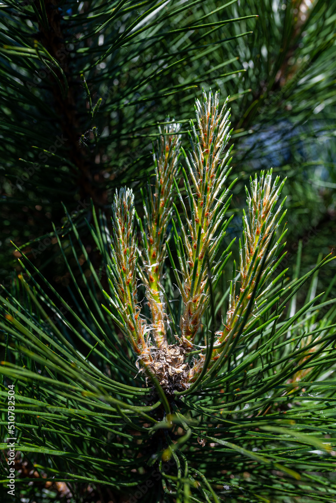 Pine tree brunch with young green sprouts. Close up. Perfect for bacground.