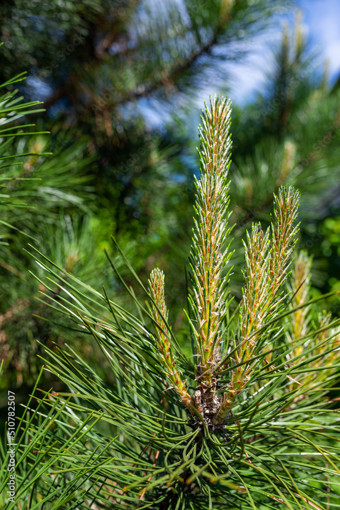 Pine tree brunch with young green sprouts. Close up. Perfect for bacground. Pine tree brunch with young green sprouts. Close up. Perfect for bacground.