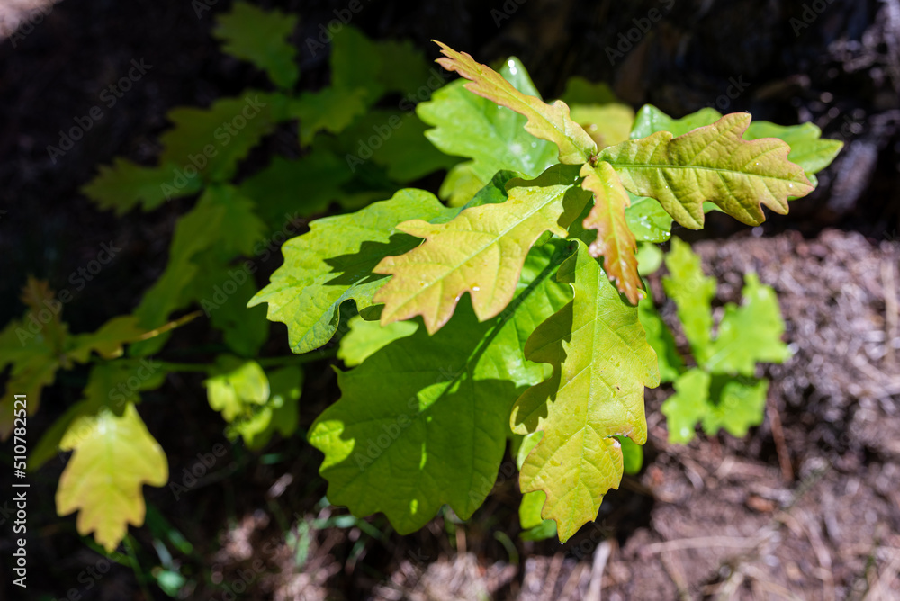 Young oak tree growing in summer garden. Young oak tree growing in summer garden.