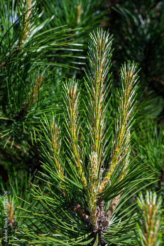 Pine tree brunch with young green sprouts. Close up. Perfect for bacground.