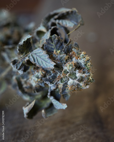 Cannabis buds dried and untrimmed  photo