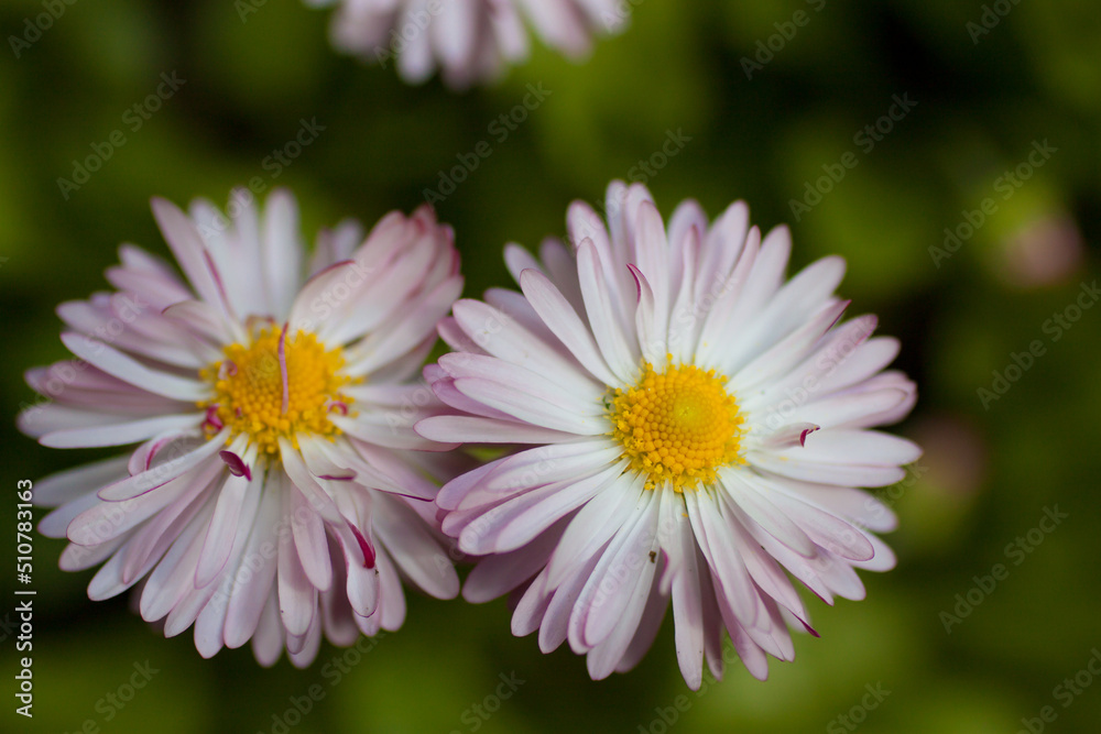 daisy flowers close-up on a natural background. daisy flowers close-up on a natural background.