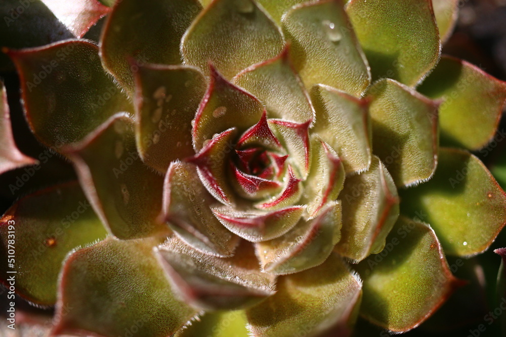 Sempervivum GELBER STERN_Rojnik Gelber Stern Sempervivum GELBER STERN_Rojnik Gelber Stern