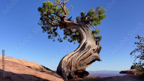 Slider shot of a juniper tree at Dead Horse Point photo