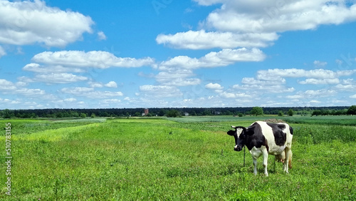 a cow grazes in a meadow on a sunny day  © Андрей Макаров