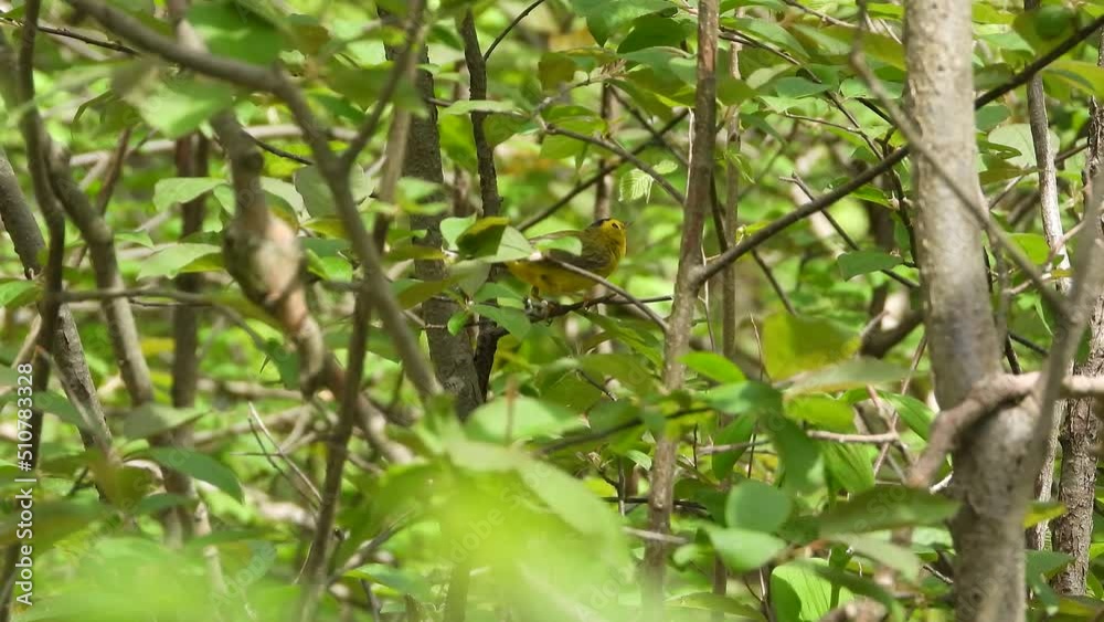 His colouring make the Wilson Warbler hard to see as he dances around a tree His colouring make the Wilson Warbler hard to see as he dances around a tree