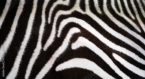 Black and White Zebra Skin  background  texture 
