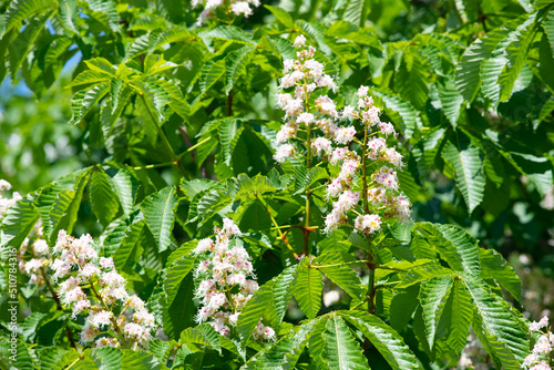 flowers of horse-chestnut in sunny day