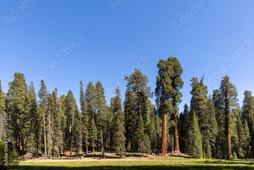 huge sequoia trees at the place called meadow in Sequoia tree national park