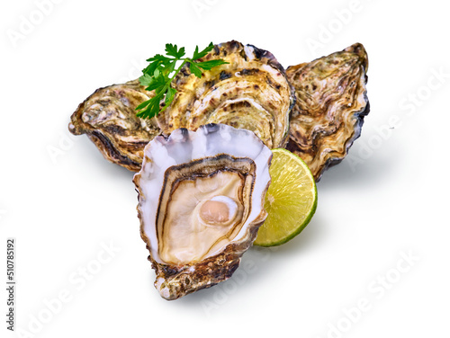 Open fresh raw oyster clams isolated and ready to eat