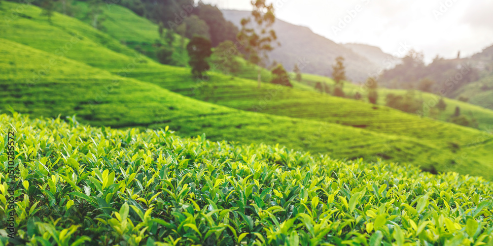 Inspiring landscape of green tea plantation in up country near Nuwara Eliya, Sri Lanka. High quality photo. Green tea field for background and banner - obrazy, fototapety, plakaty 