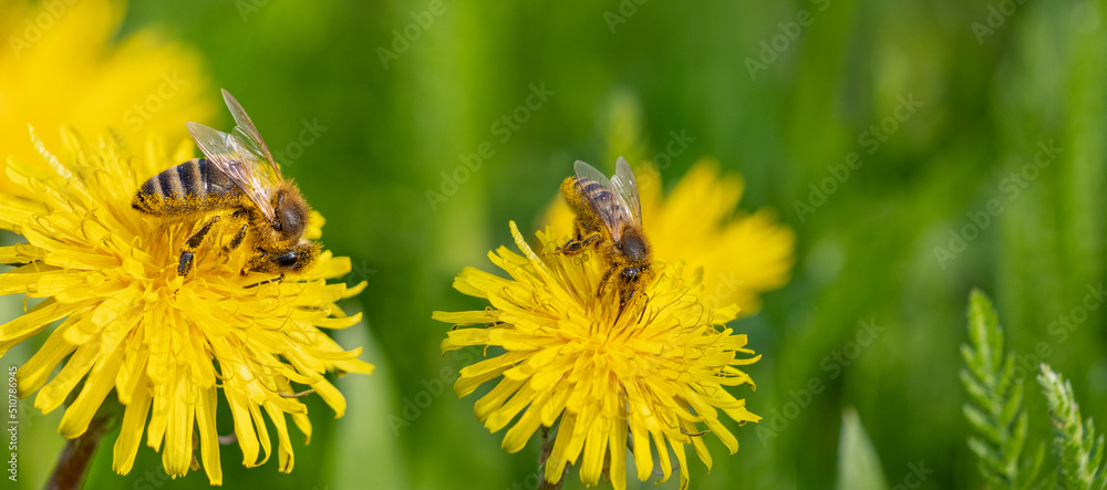 bees (Apis mellifera) on a yellow dandelion bees (Apis mellifera) on a yellow dandelion