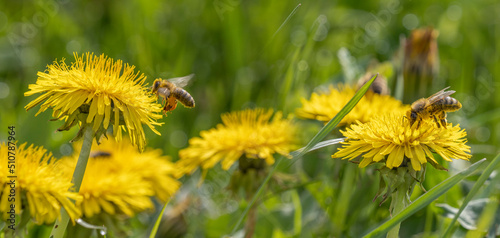 Obraz na plátně bees (Apis mellifera) on a yellow dandelion