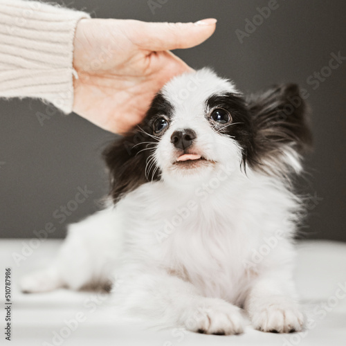 Hands caressing the little papillon black and white puppy. Cute baby dog with black eyes. Pet - man's best friend. 