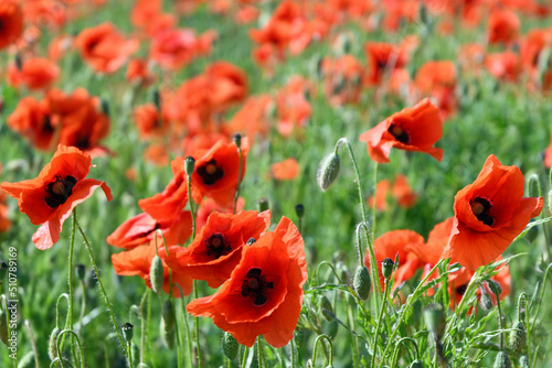 poppies field with red flowers.